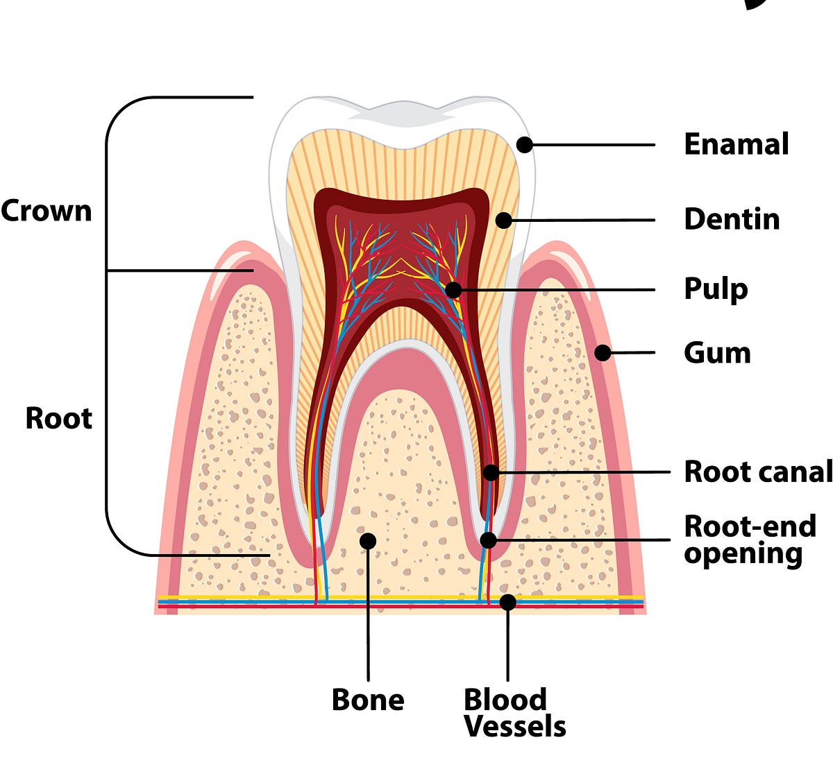 Why Does My Tooth Still Hurt After Root Canal Treatment? Understanding