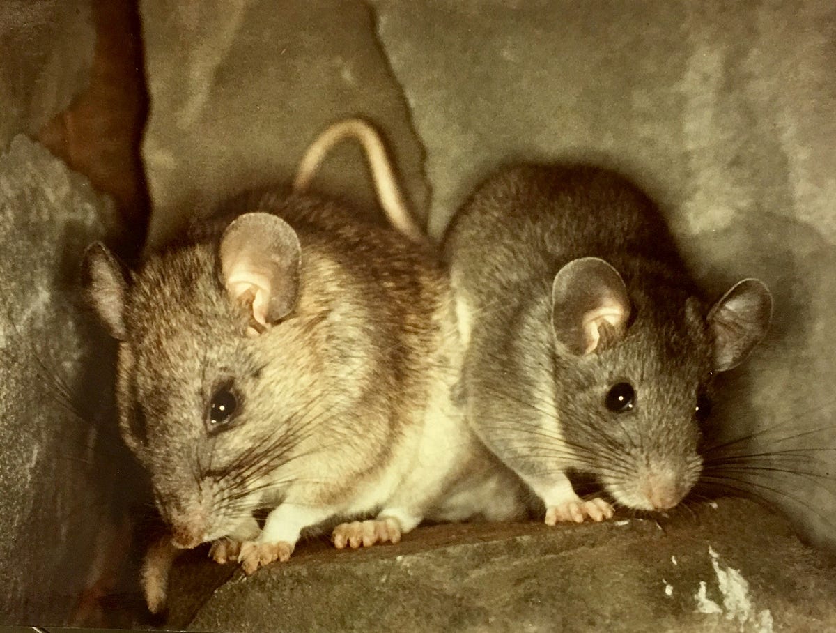 Research Report 50 — Wood Rat. In this Research Report, Dan presented