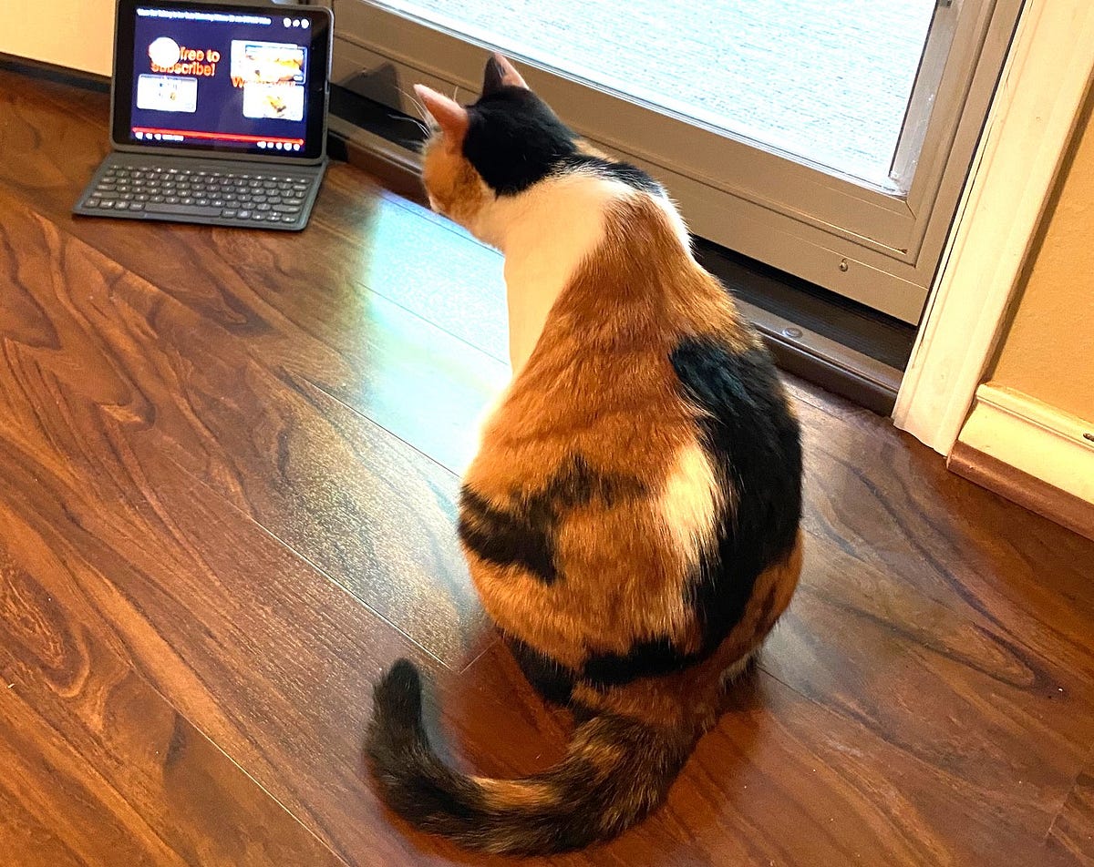 Do you know why Calico cats have patches of orange, black & white fur