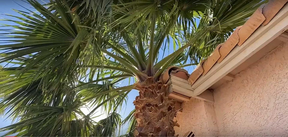 Remove palm trees using a chainsaw by Buyeu Pavel Oct, 2023 Medium