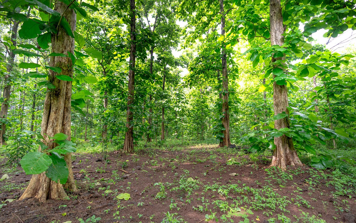 Restoring Balance How Reclaimed Teak Wood Can Combat Deforestation in