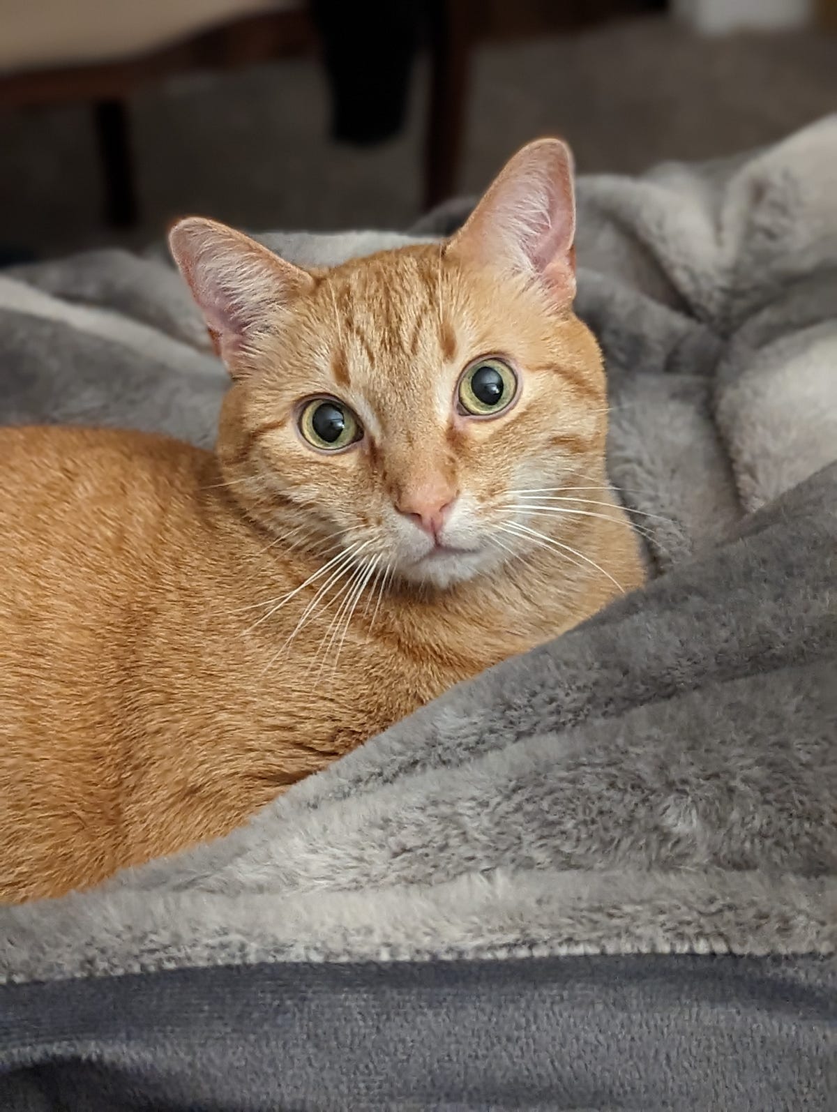 Differences Between Dynamic and Static Libraries in Linux and How to Create Them by Erin