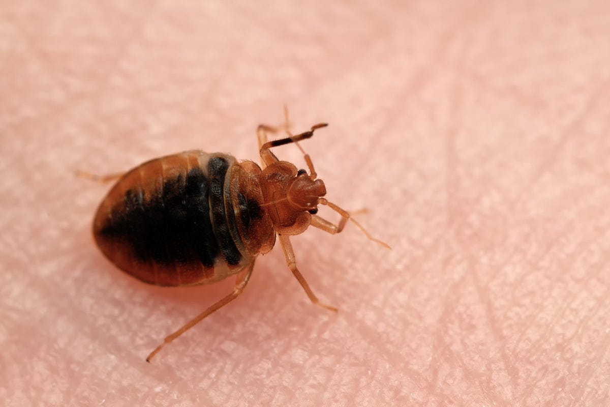 Are The Bed Bugs Gone Or Are They Still Hiding? 5 Ways To Be Sure by