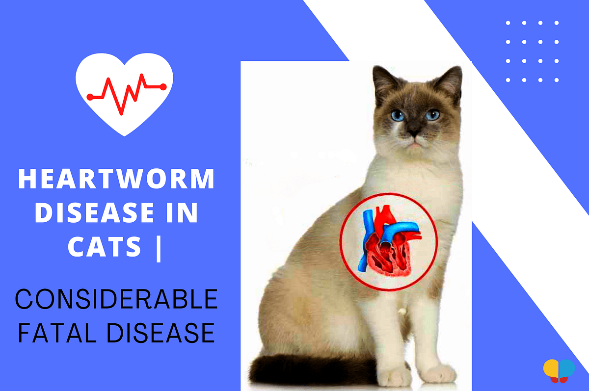 Heartworm Disease In Cats Considerable Fatal Disease. Feline