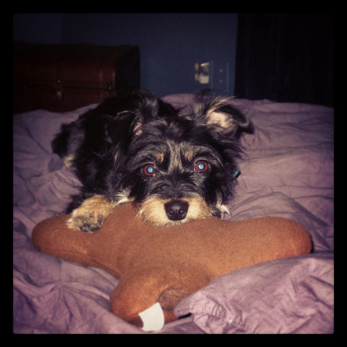 No, you cannot pet my dog.. I have a dog who does not like people… by andrea janov Medium