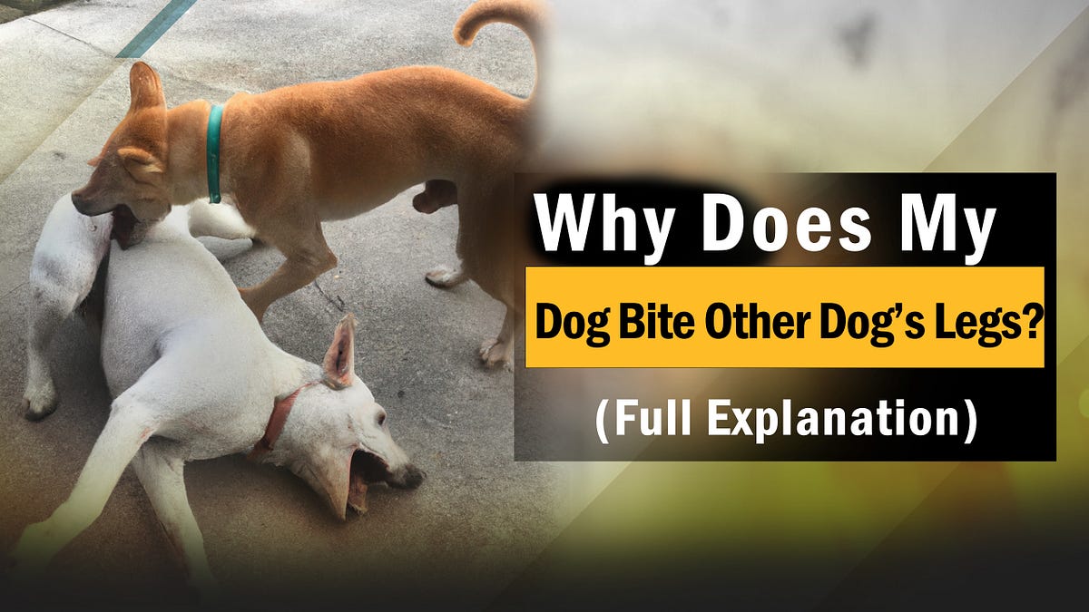 Why Does My Dog Bite Other Dog’s Legs? (Full Explanation