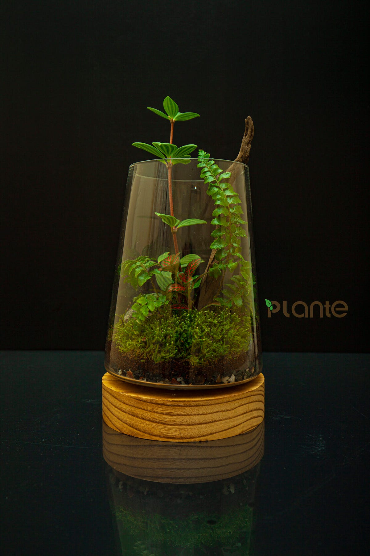 How to make a cheap terrarium. Do you want to give your home a natural