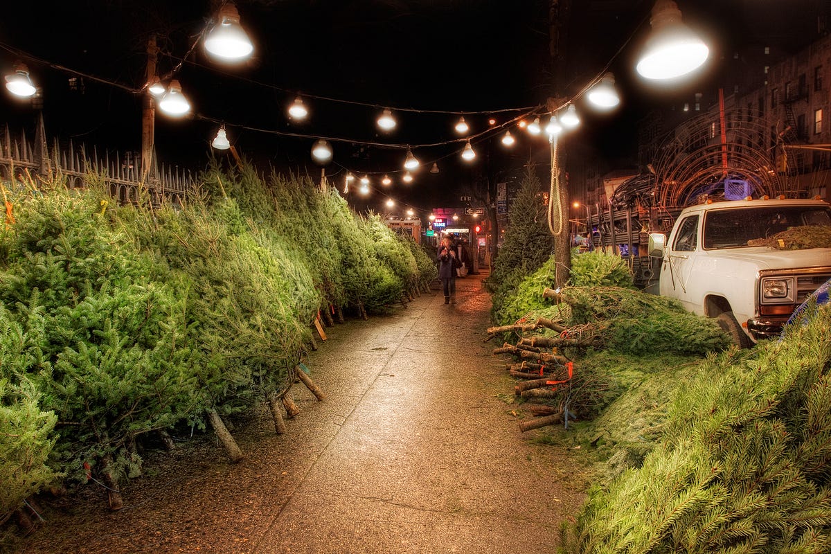 Tree Hunting. Cutting down a Christmas tree and… by Roblin Meeks