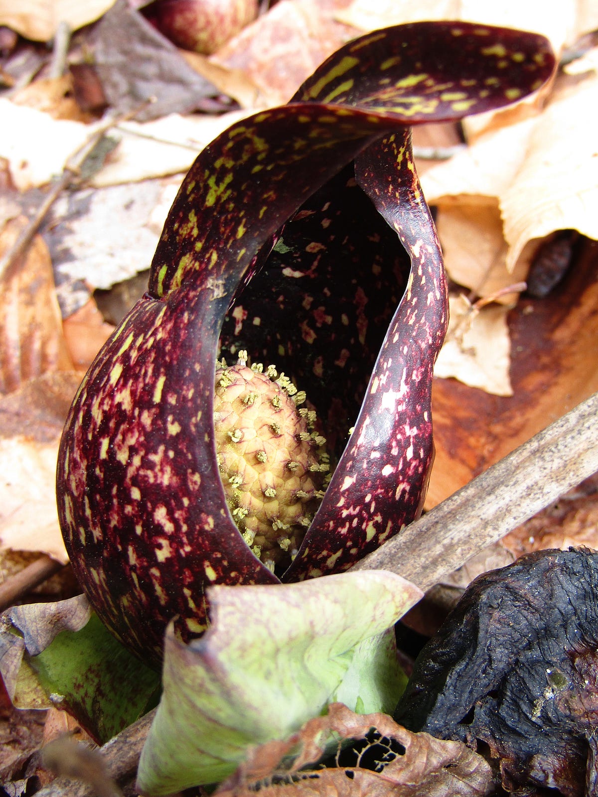 The Skunk Cabbage is Blooming. It smells like decay and looks like