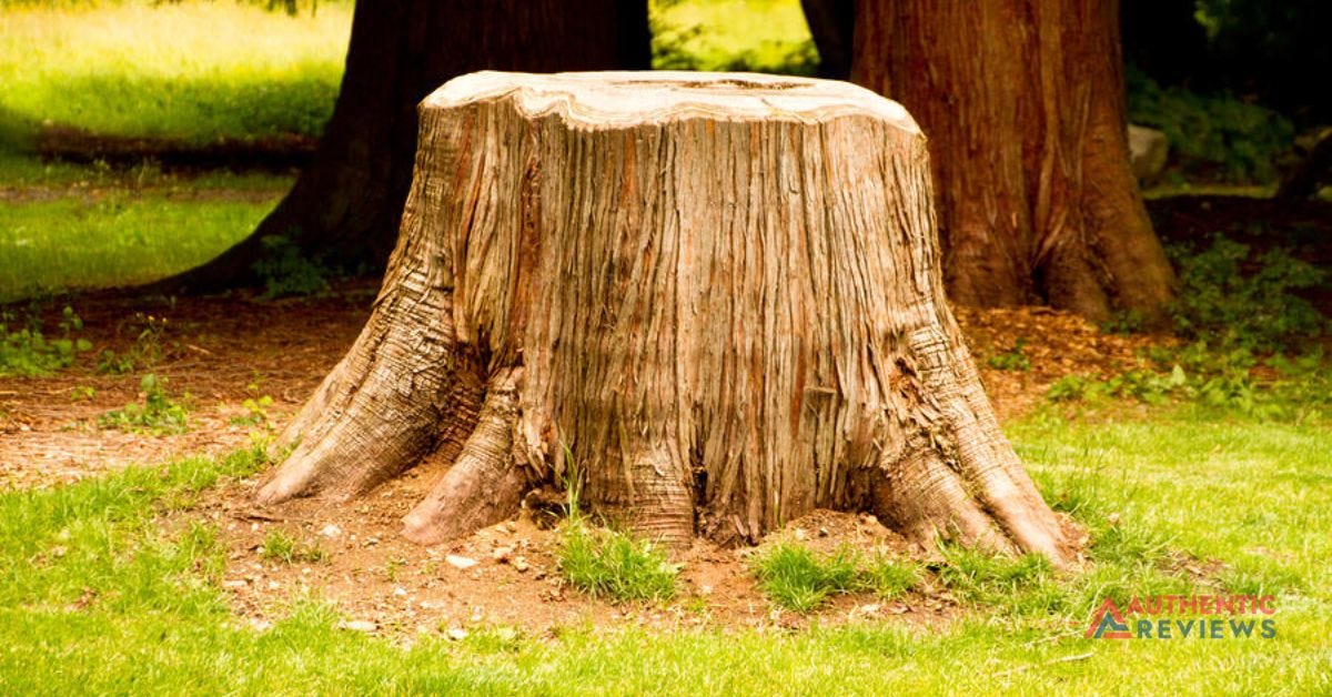How To Preserve A Tree Stump. Introduction by Freyanickk Medium