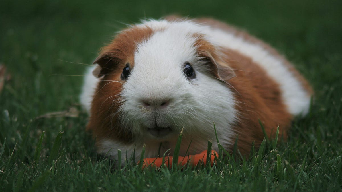 How do you prevent heat stroke in guinea pigs? by Make Yourself