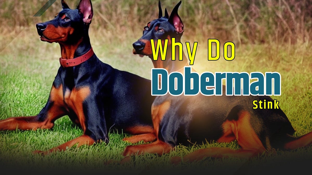Why Do Dobermans Stink? Uncovering the Mystery of Doberman Odor 🐾