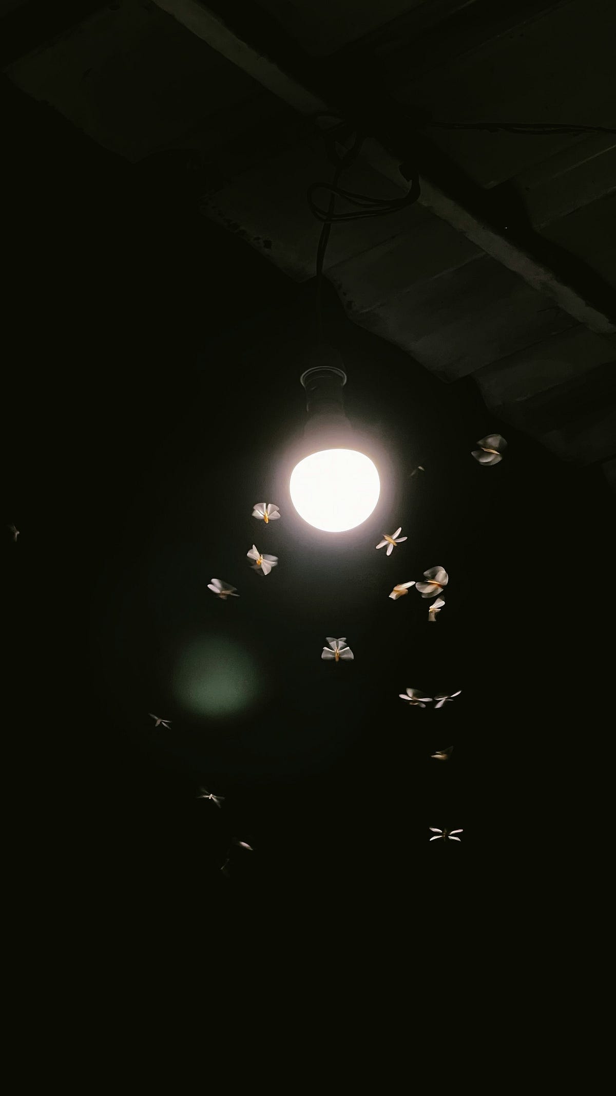 Why Do Insects Crash Toward Lights At Night? by Richard Gordon Aha