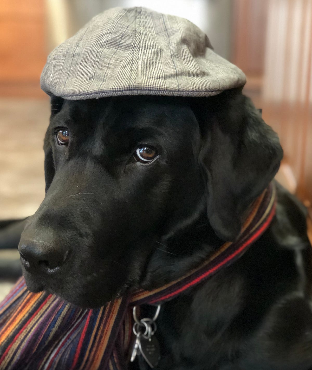 Guide Dog Coopers Answers To Those 10 Quick Questions Everyones