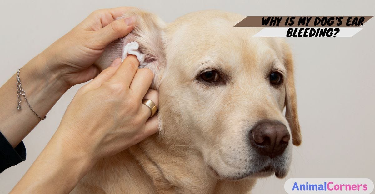 Why is My Dog’s Ear Bleeding?. Introduction by Animal Corners May