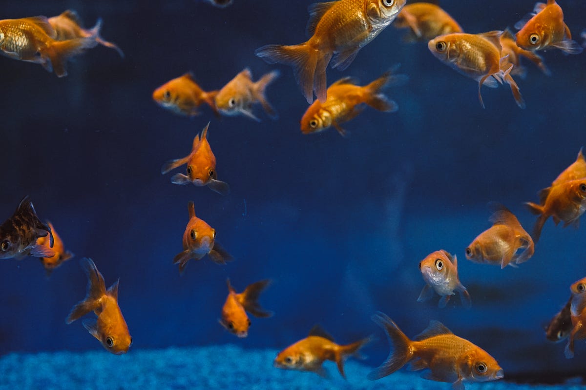 Best Food for Goldfish The Ultimate Guide Medium