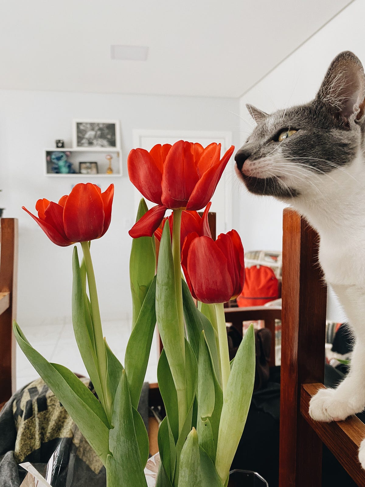 Are Tulips Poisonous for Cats Hidden Danger You Need to Know! Letamazon Medium