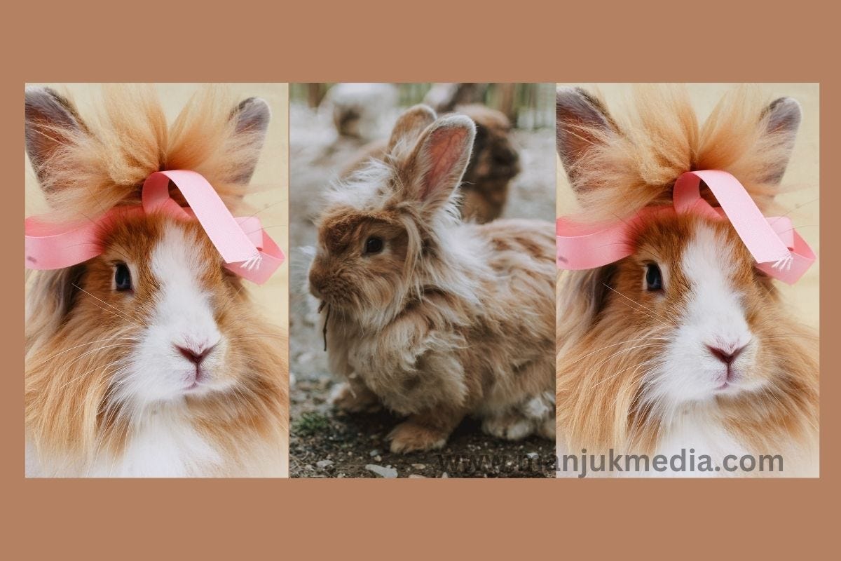 Rabbit as a Pet A Furry Friend for Life by Mak Medium