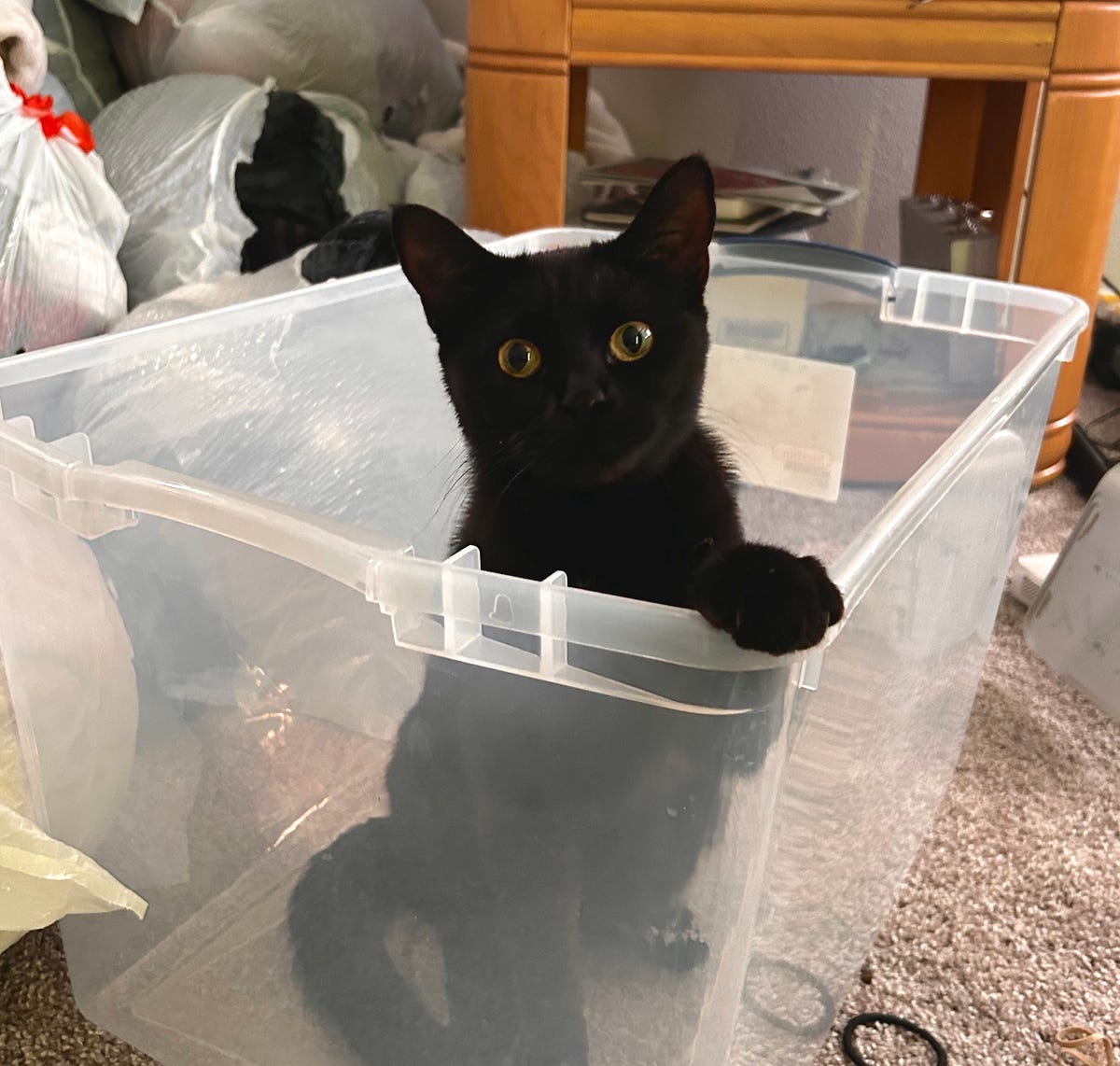 Why Does My Cat Eat Plastic?. What is pica and what you can do if… by