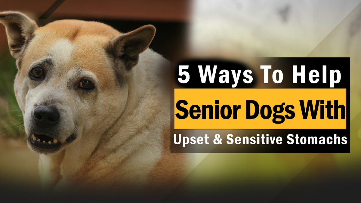 5 Ways To Help Senior Dogs With Upset & Sensitive Stomachs