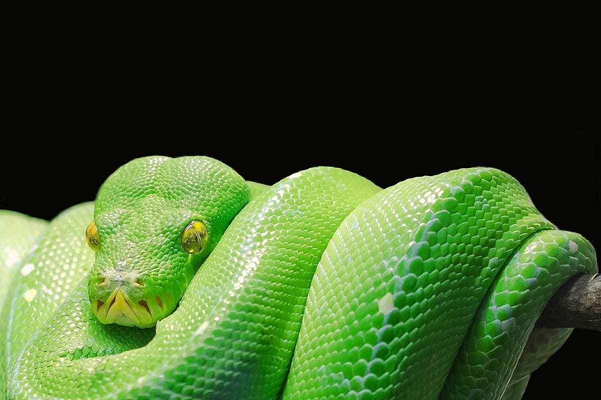 How to Successfully Install Anaconda on a Mac (and Actually Get it to