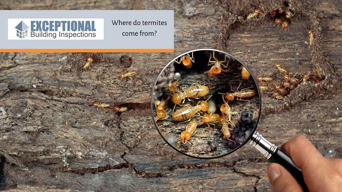 How can you tell if your Home has Termites? Exceptional Building