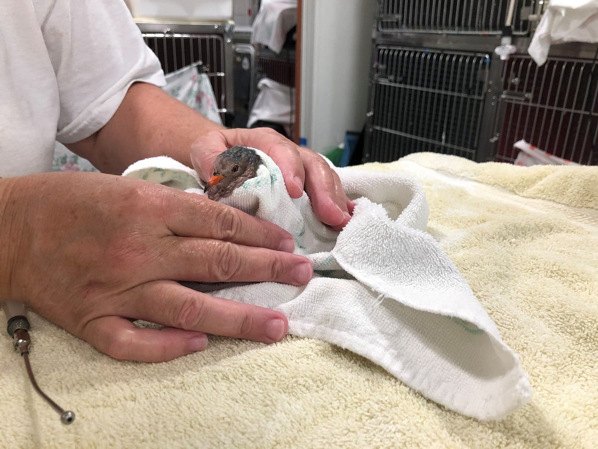 Dove attacked by outdoor cat. By Joanna Fitzgerald Director of the