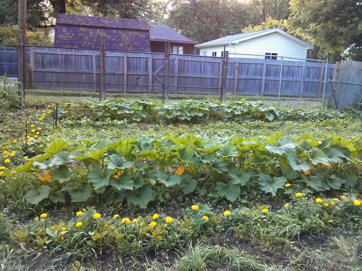 How to Restore an Abandoned Garden in a House You Bought in Ypsi by