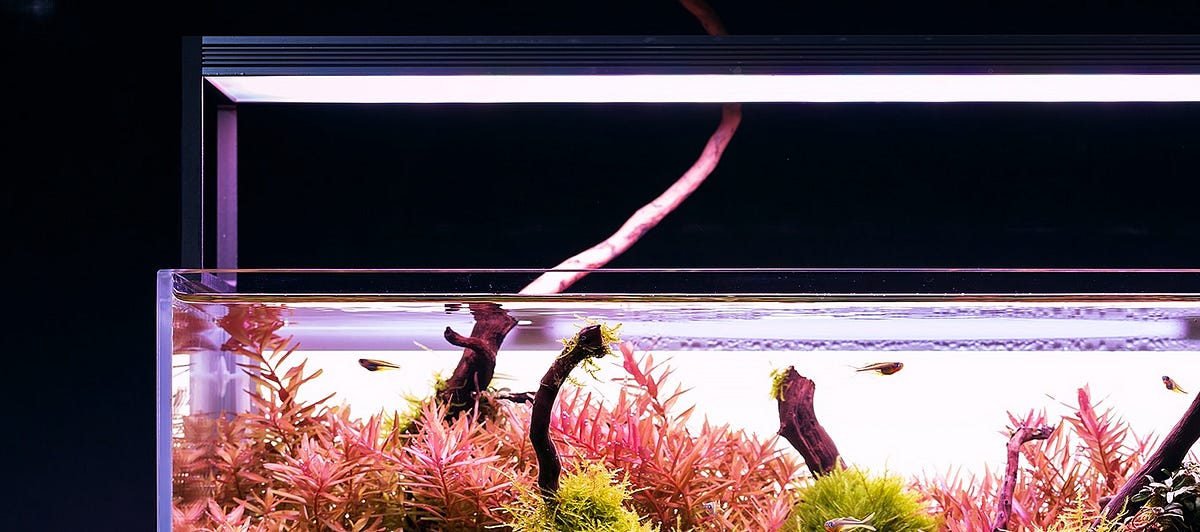 Do Fish Aquarium Need Light?. Aquariums are not only beautiful… by