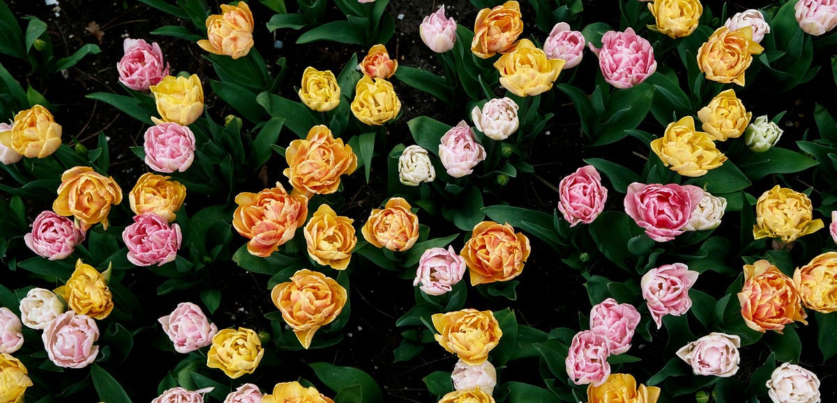 When life throws thorns; Hunt for ROSES 🌹 by ZenCozyBooks Coffee Shop Vibes ☕ Nov, 2023