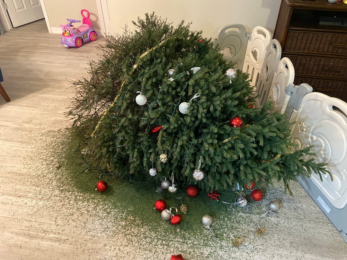 My Christmas Tree Is Dying. Can I Save It? by Scott Reilly New