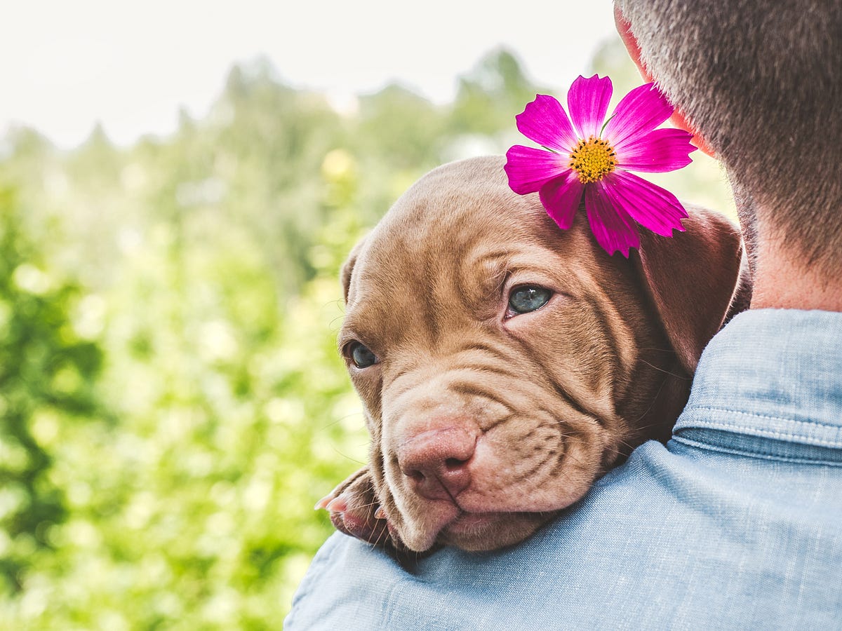 Homemade Dog Food For American Bully