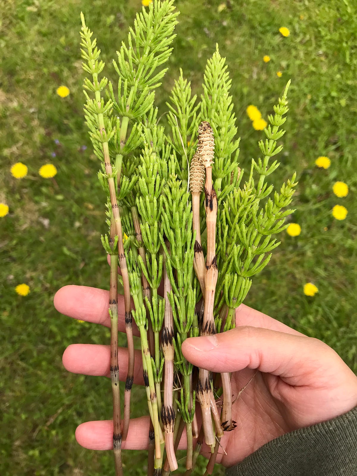 Horsetail Plant
