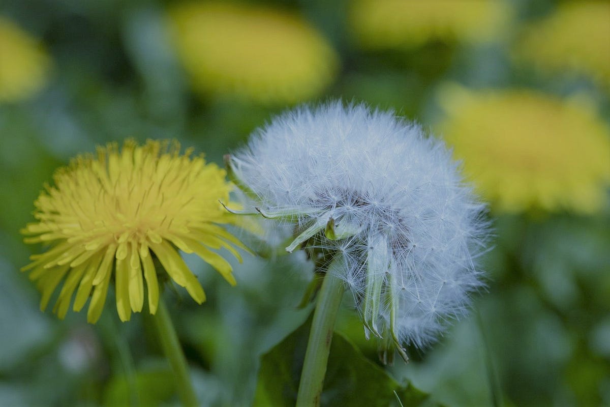 What dandelion is good for?. Dandelion roots and leaves have… by