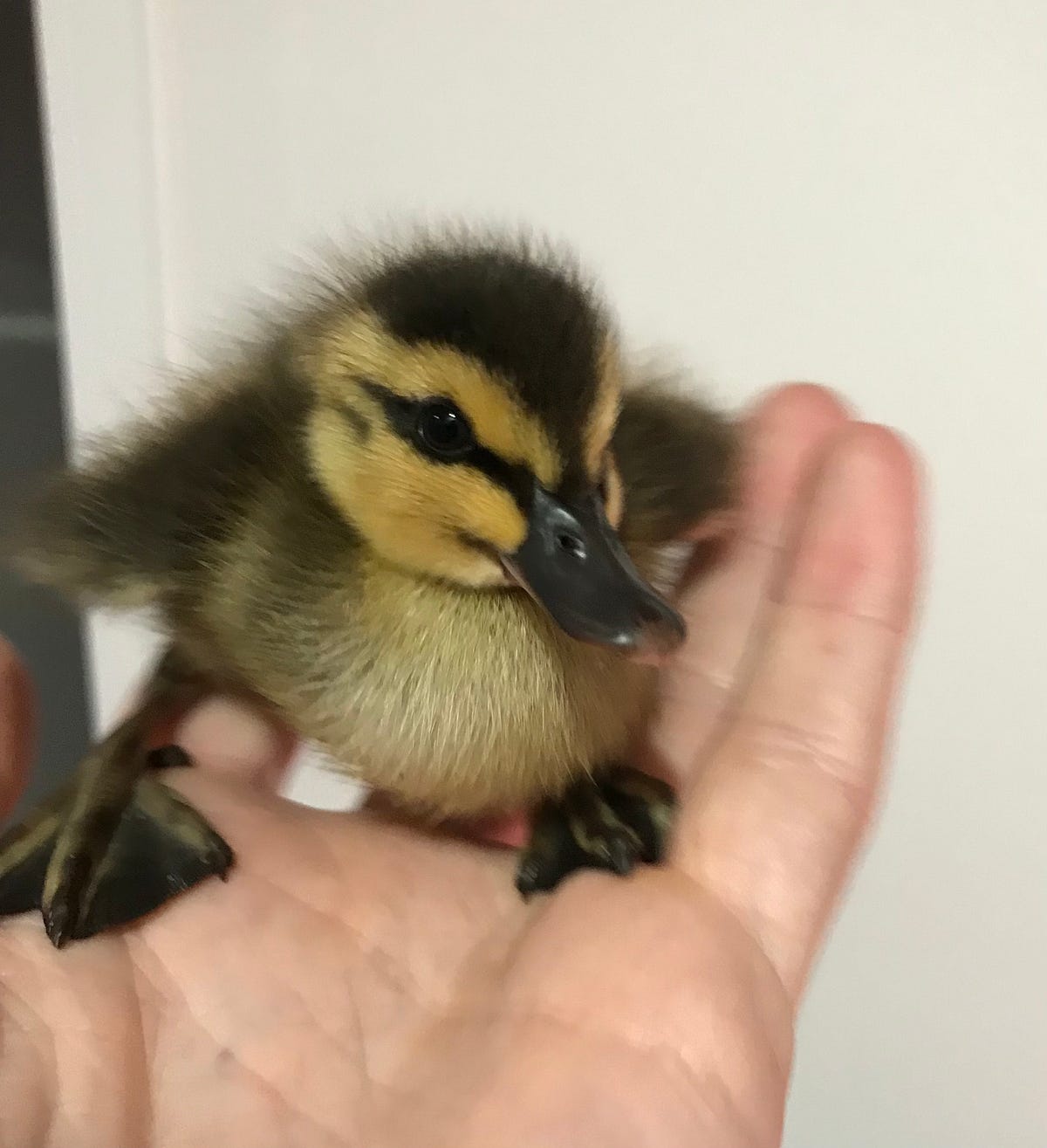 Victoria Duck Hunting Gone Page 2 4x4Earth