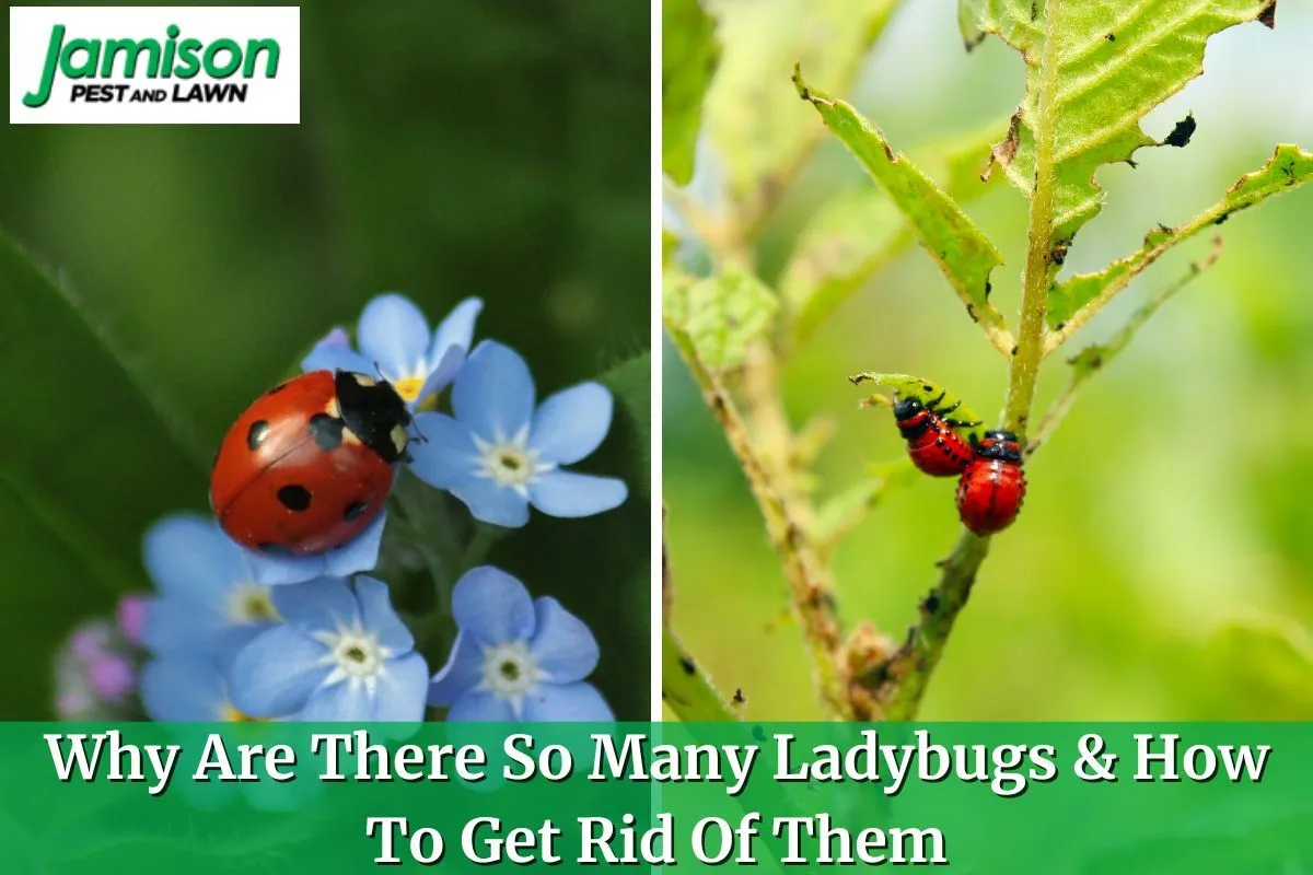 Why Are There So Many Ladybugs & How To Get Rid Of Them Jamison Pest