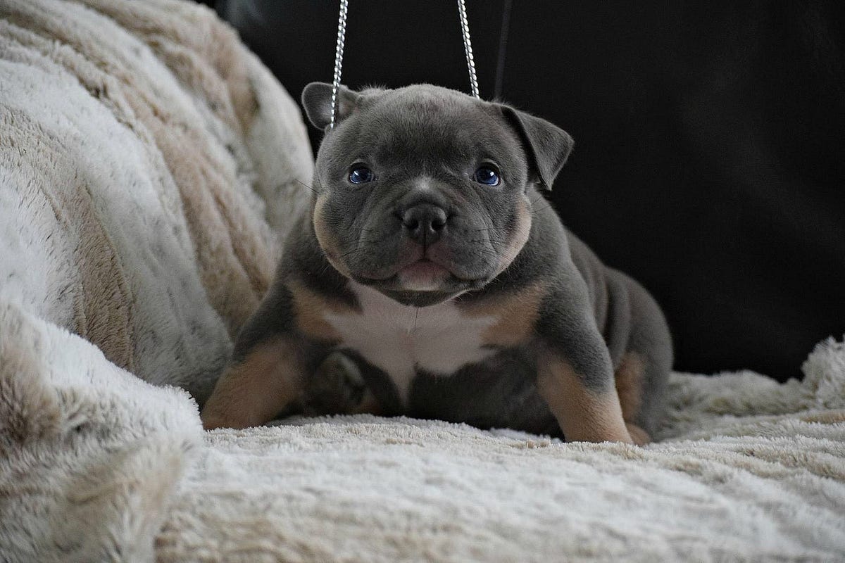 HOW MUCH DOES AN AMERICAN BULLY COST? by Venomline Pocket Bullies