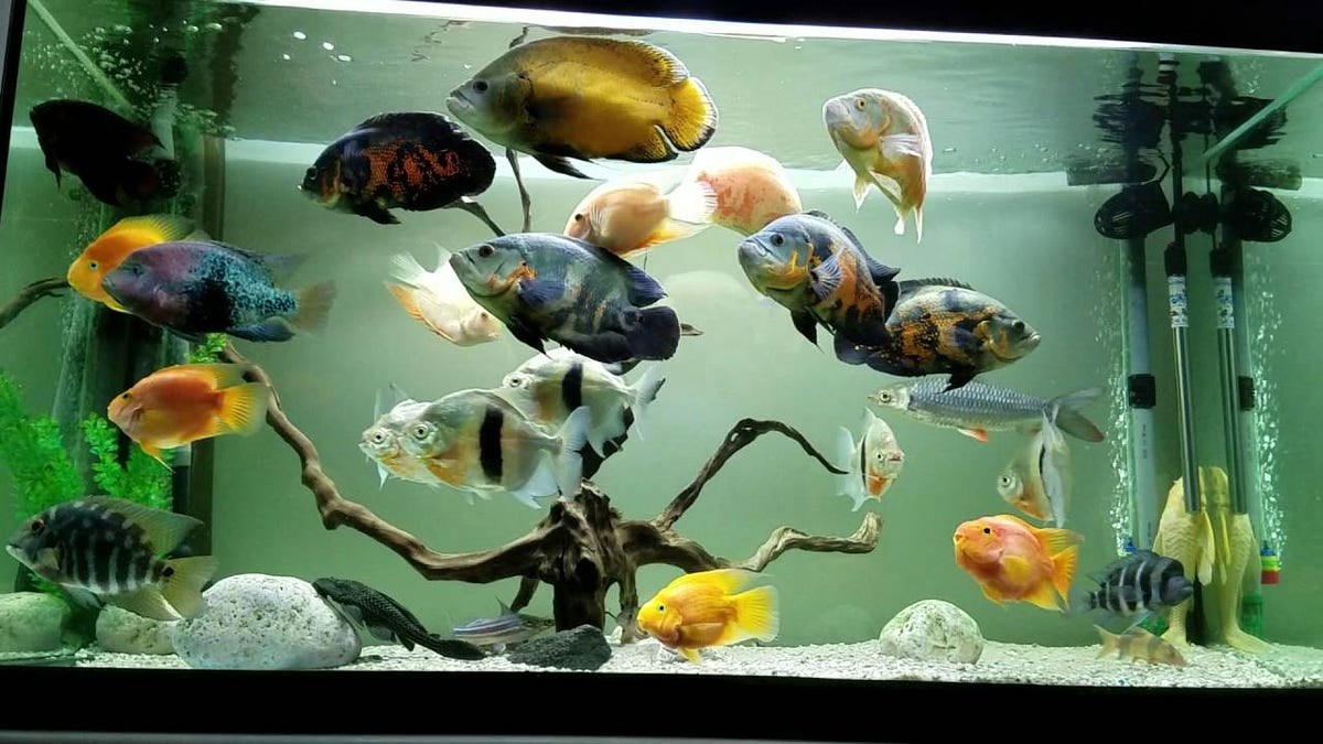 9 Perfect Oscar Tank Mates. Oscar cichlids are hugely popular in… by
