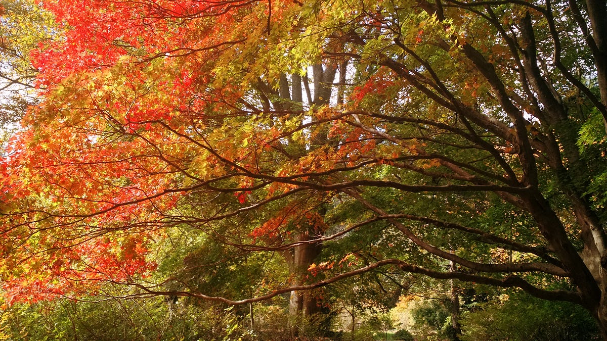 Autumn. colder weather by Anita Adams Medium