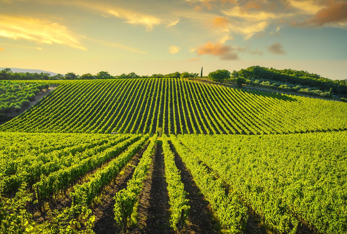 Sangiovese Grape The Most Popular Wine Grape In the World! Winefreitag Medium