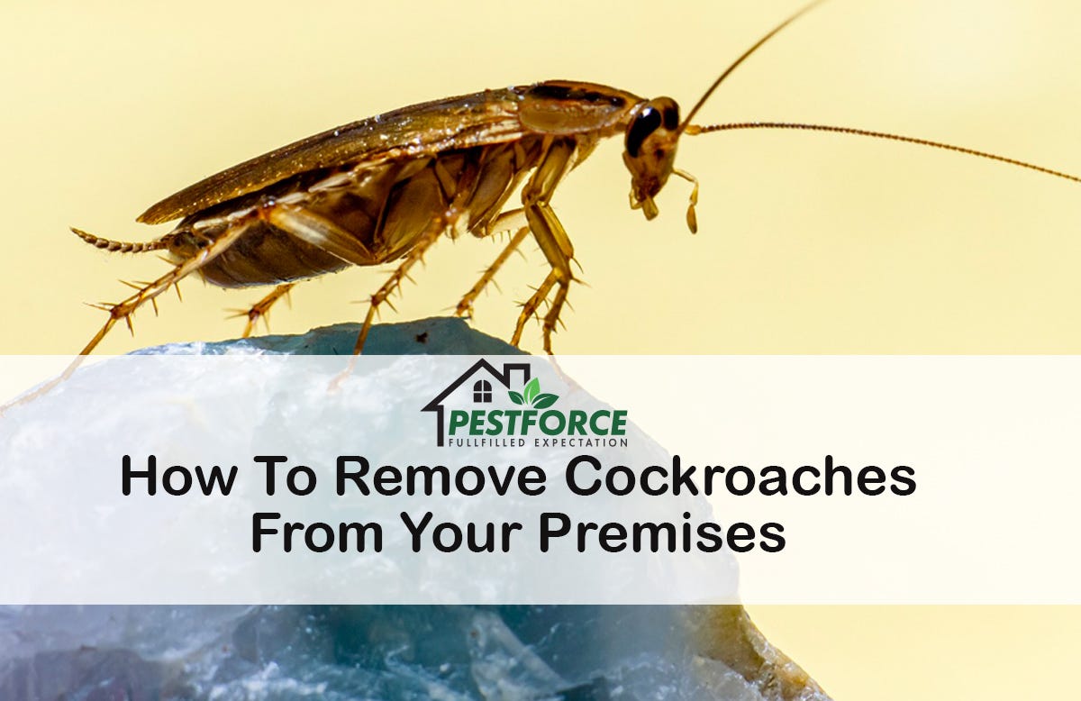 How to Remove Cockroaches from your Premises by Debangshubhadurids