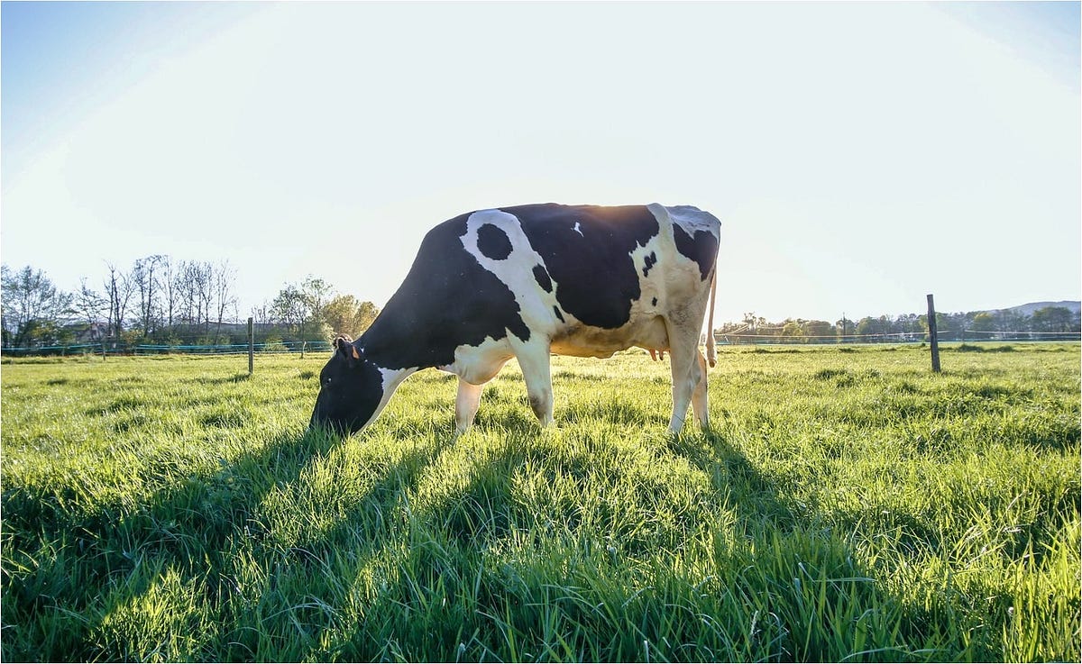 Cows Are Not Really Herbivores. In ‘Jamais Seul’, Selosse explains from… by Nina Vinot Books