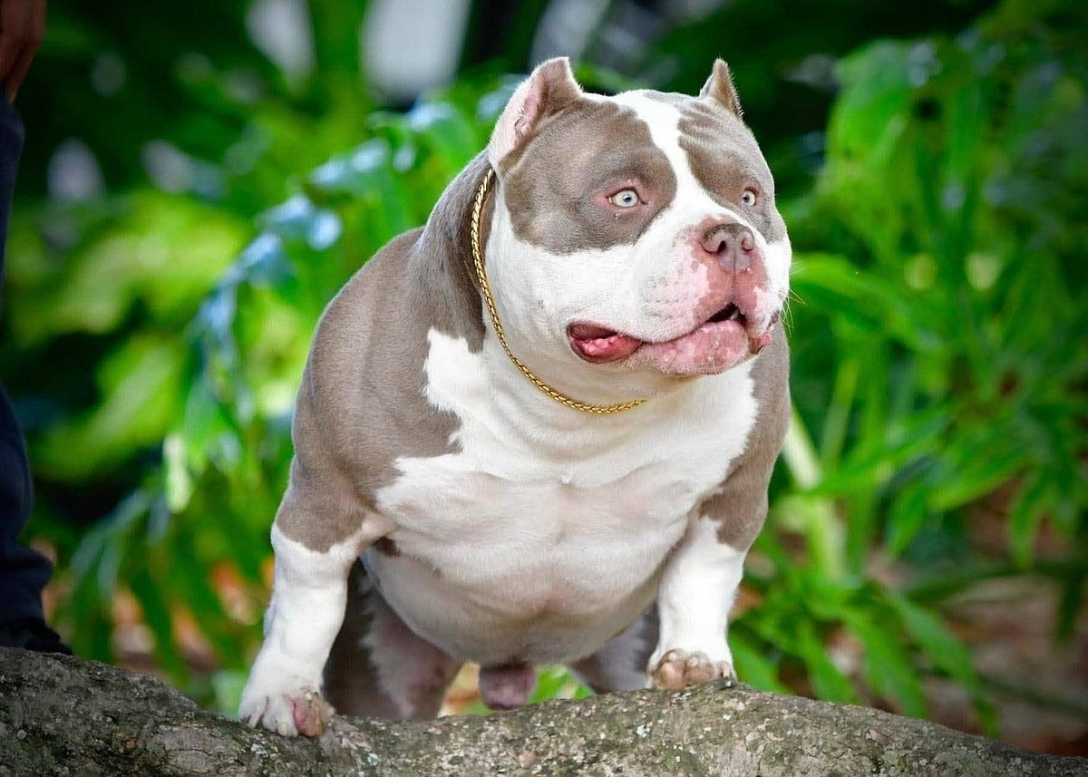 AMAZING! POCKET BULLY PUPPIES FOR SALE FROM THE 1 AMERICAN BULLY