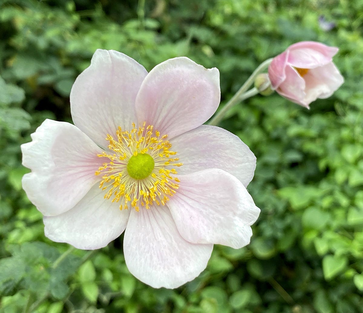 Japanese Anemone. My First Encounter by Marcus Weeds & Wildflowers