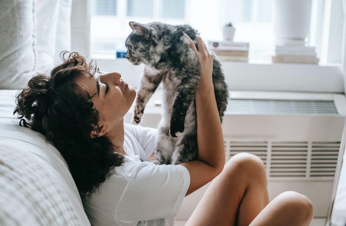 Is a Cat the Right Pet for You? Pros and Cons to Consider by Cat