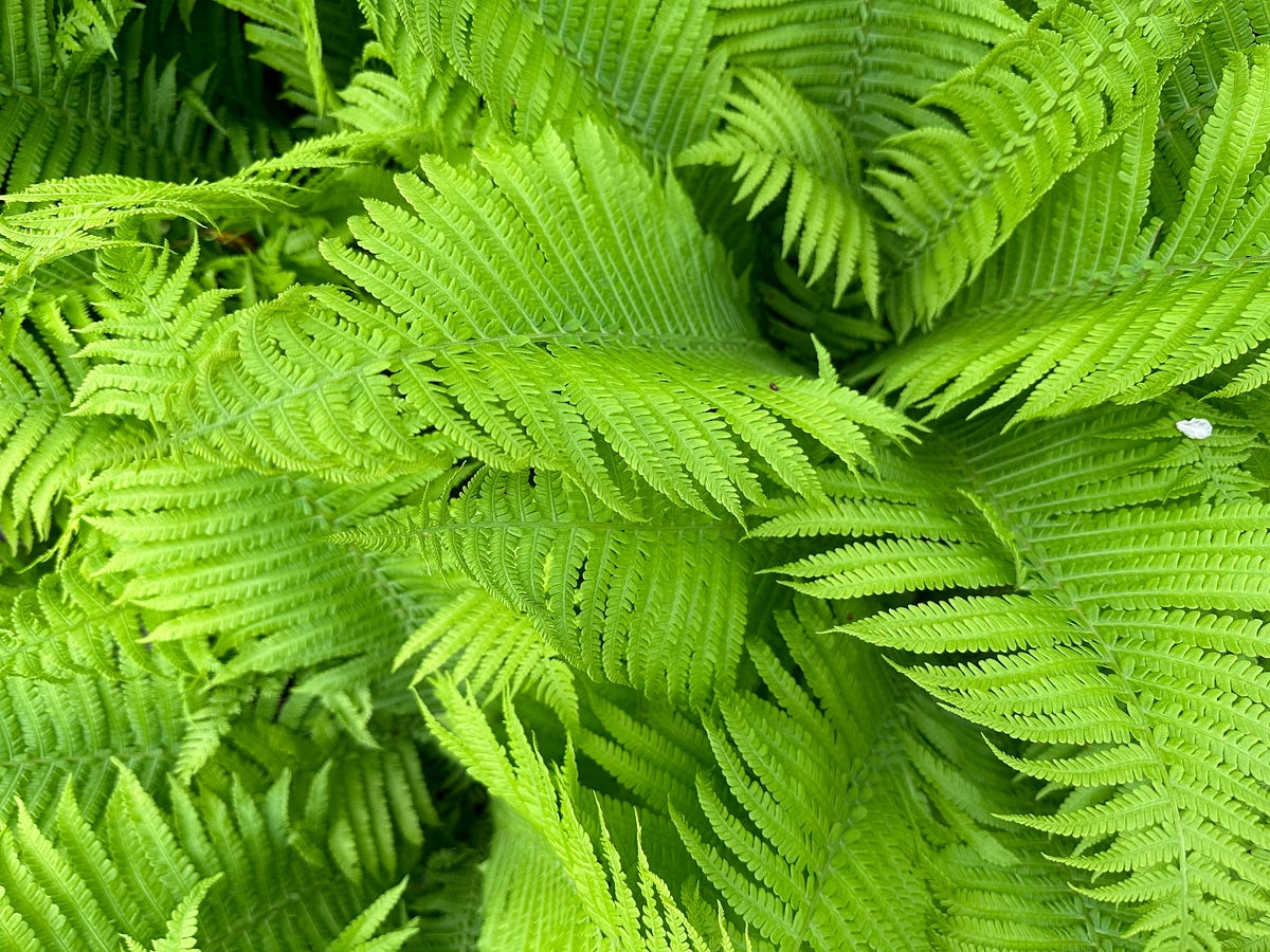 Lady Fern’s Delicate Beauty. Lady Ferns (Athyrium filixfemina) are