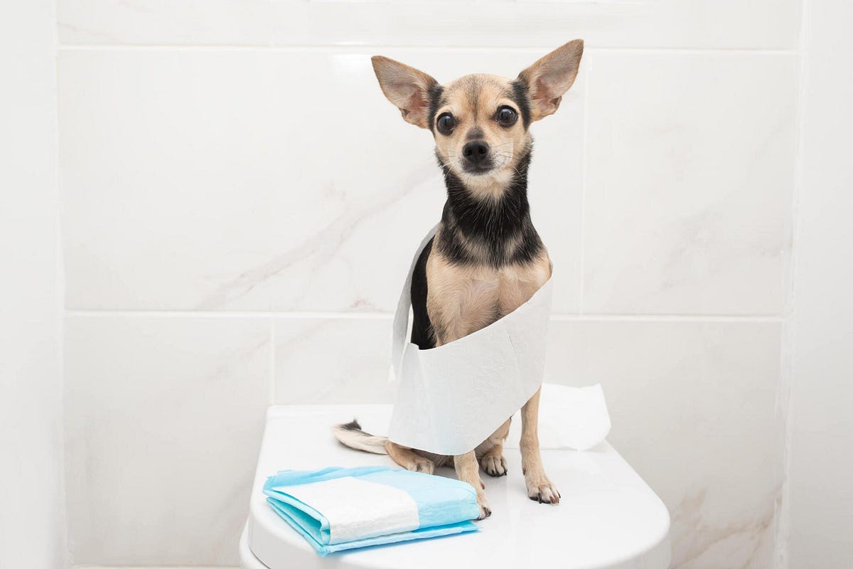 “Mastering the Art A StepbyStep Guide to Potty Training your Puppy