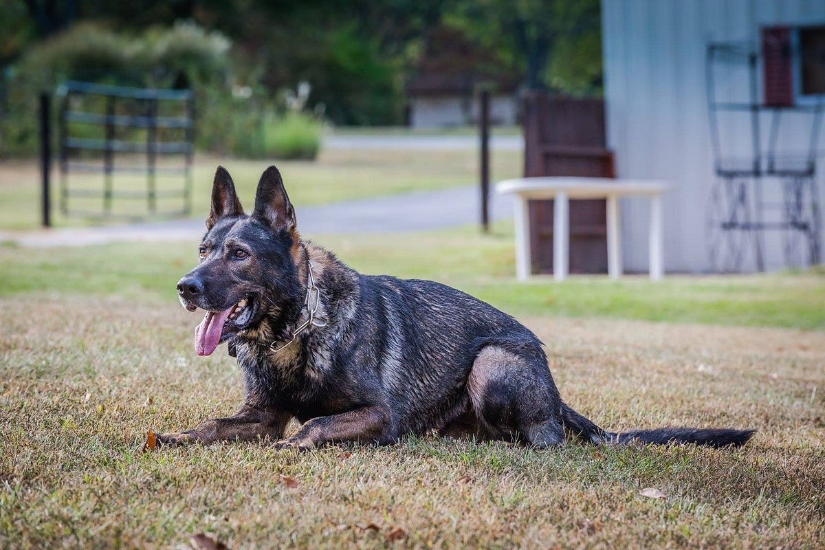 The Ultimate K9 Dog Training Program by Ultimatektraining Medium