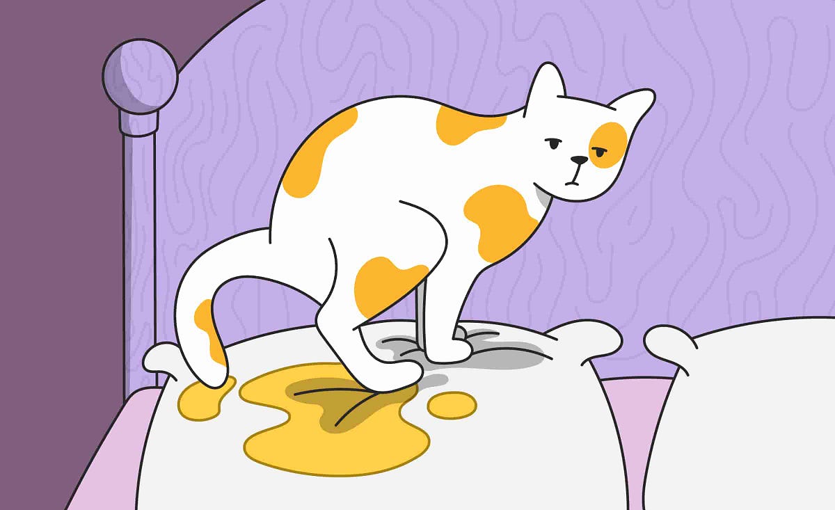 Why Does My Cat Pee on My Bed? 5 Reasons and Solutions to Them by