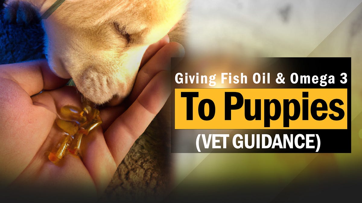 Giving Fish Oil & Omega 3 To Puppies (VET GUIDANCE) puppyplaying
